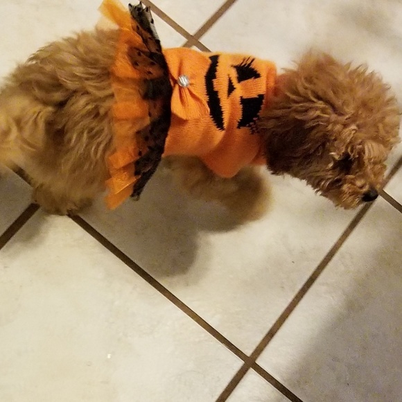 pumpkin dog sweater